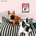 Placa Decorativa Cão Com Sentimento 214