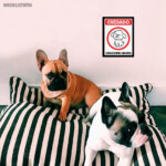 Placa Decorativa Cãozinho Bravo 246